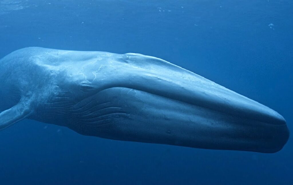 Where are whales' brains located? - Baleines en direct