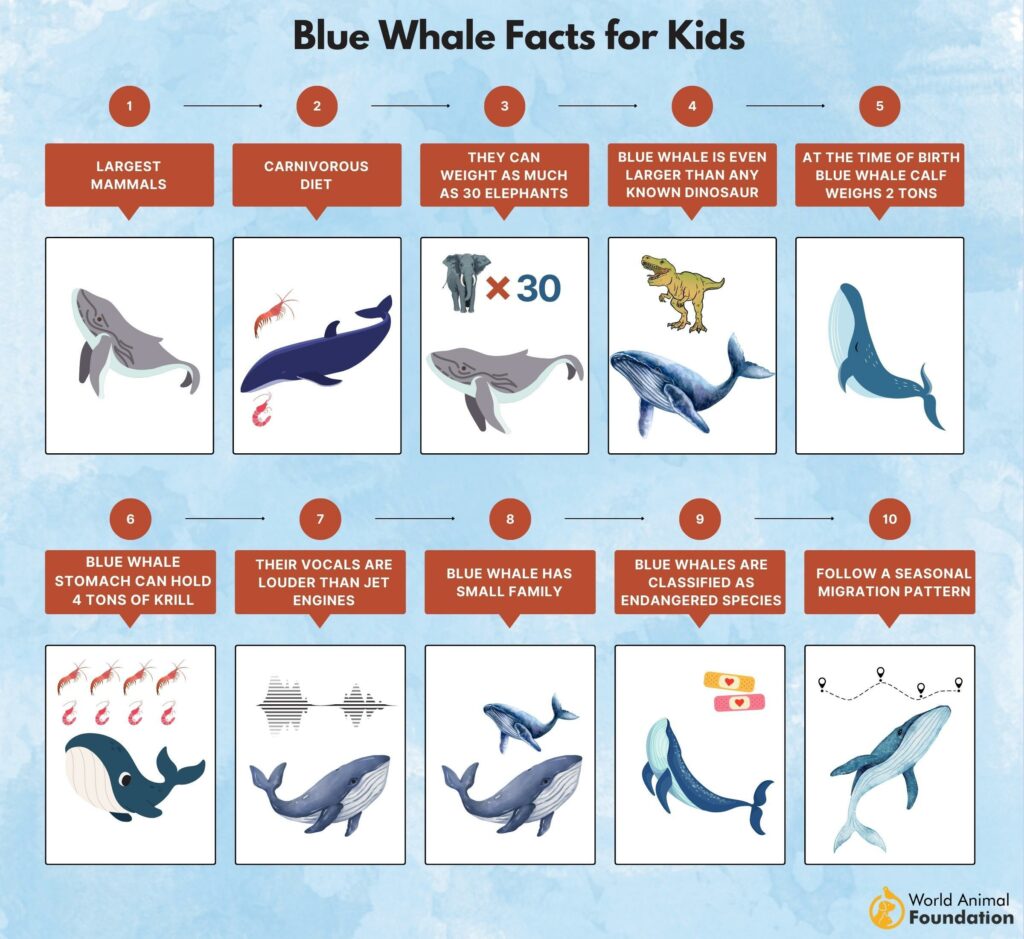 Blue Whale Facts for Kids