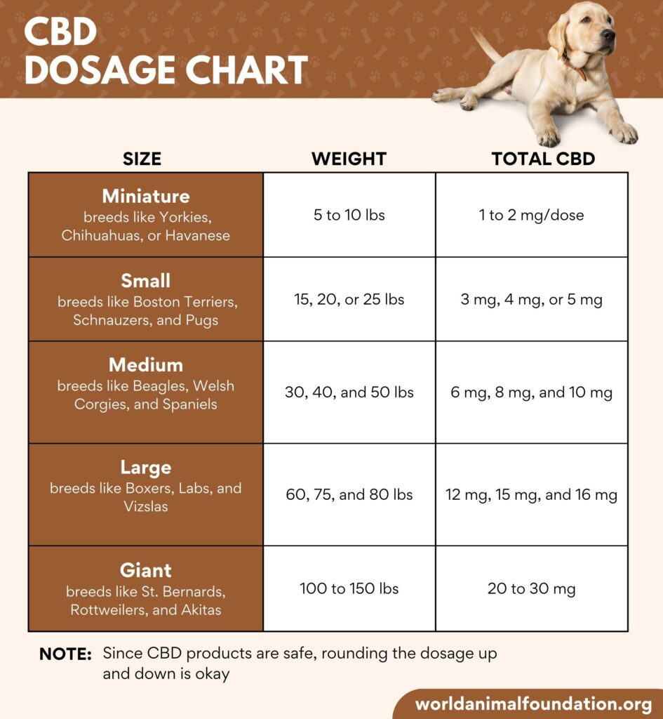 CBD Dose For Dogs - Expert Insights For Safe Administration