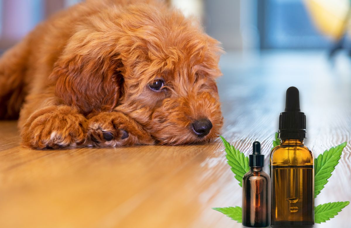 CBD for Dogs Separation Anxiety