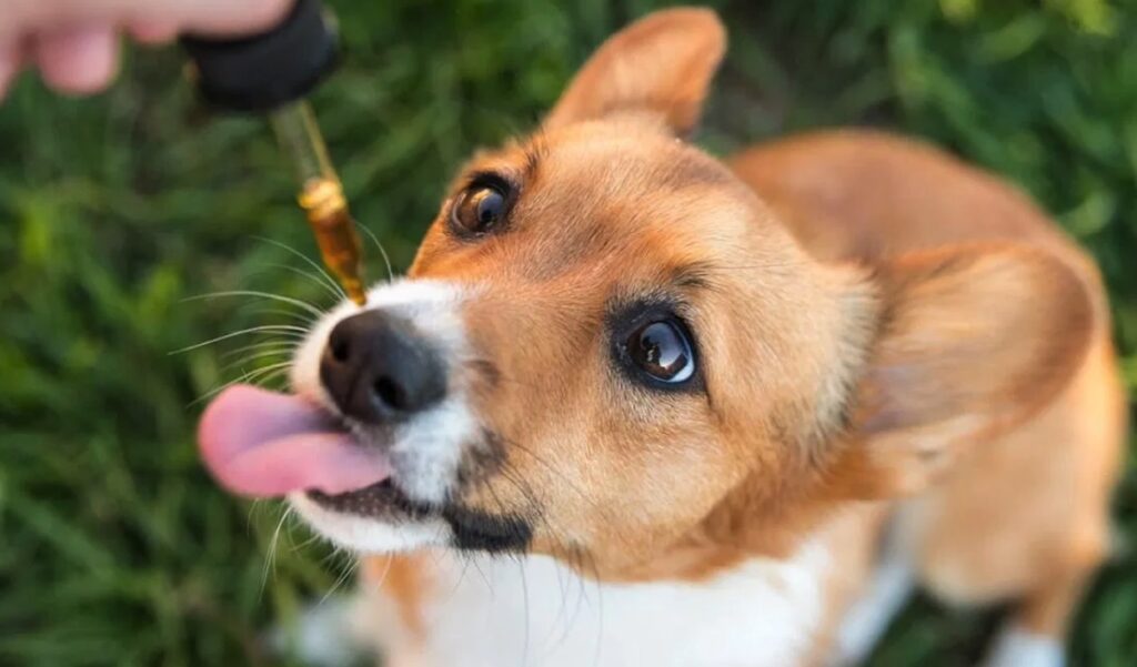 Can a Dog Overdose on CBD?