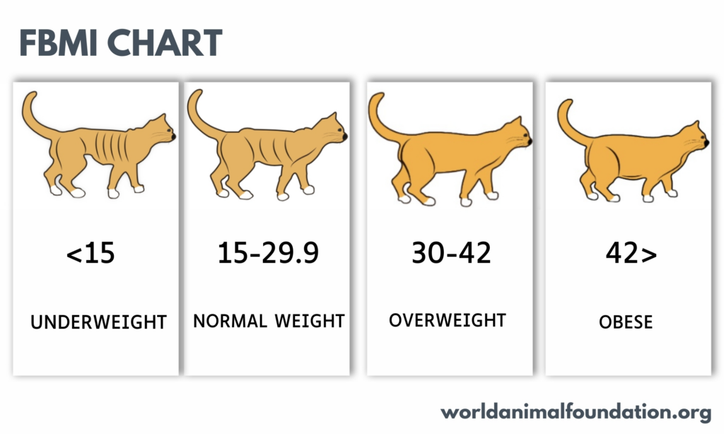 Is my cat overweight? 5 Ways to make sure your cat is a healthy weight