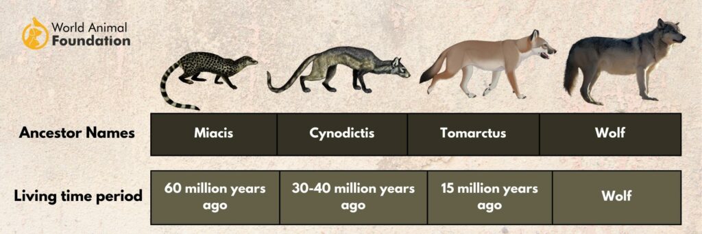 cynodictis evolution