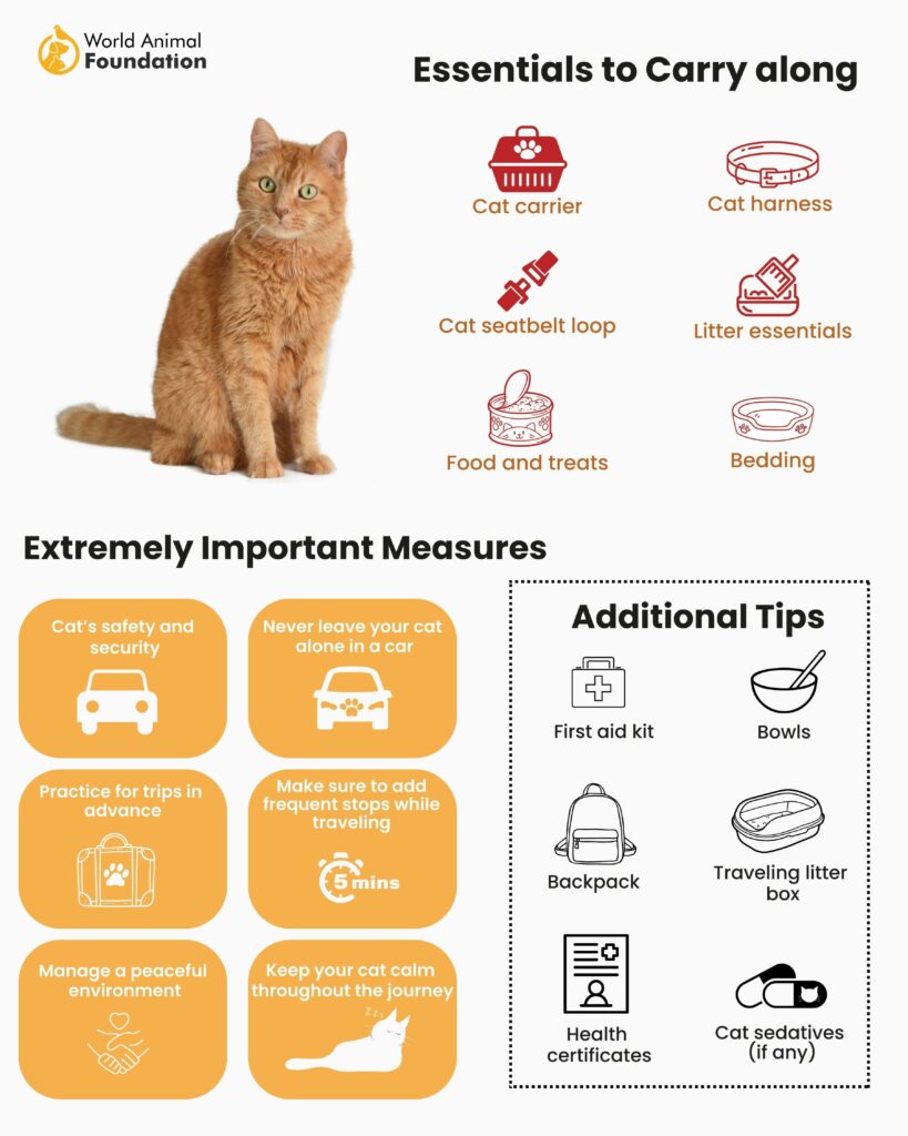 Top 20 Tips for Cat Car Travel