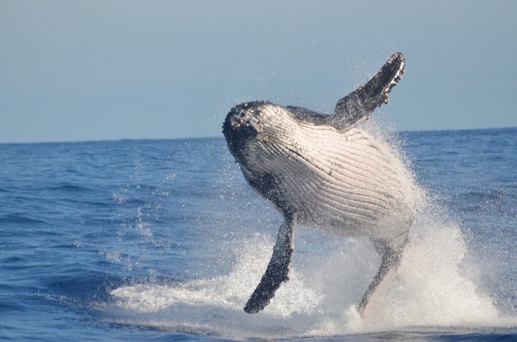 facts about humpback whales
