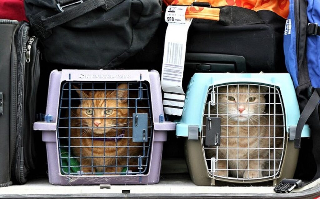 THE BEST CARRIERS FOR TRAVELLING BY PLANE WITH YOUR CAT