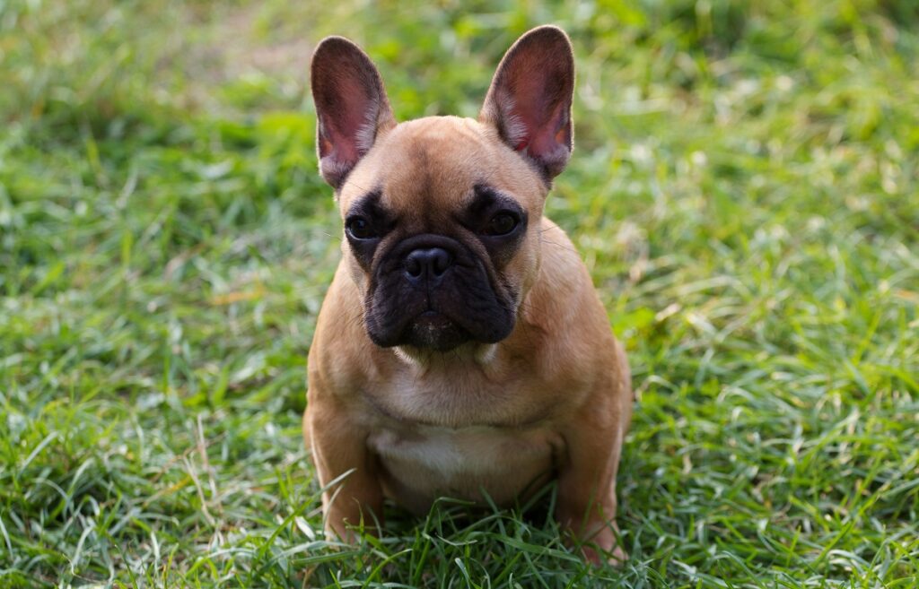 The Top 13 Easiest Dog Breeds To Train