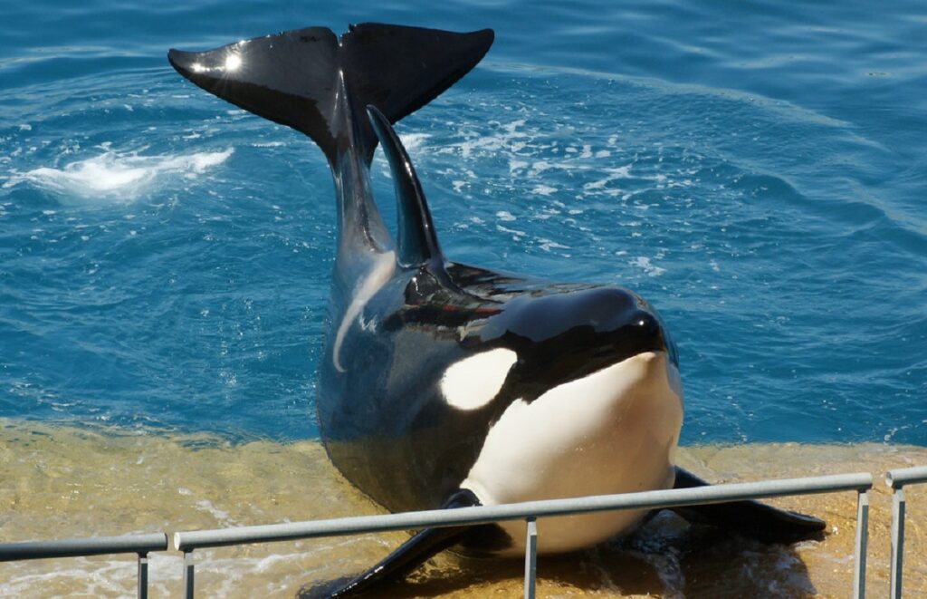 Fun Facts About Orcas