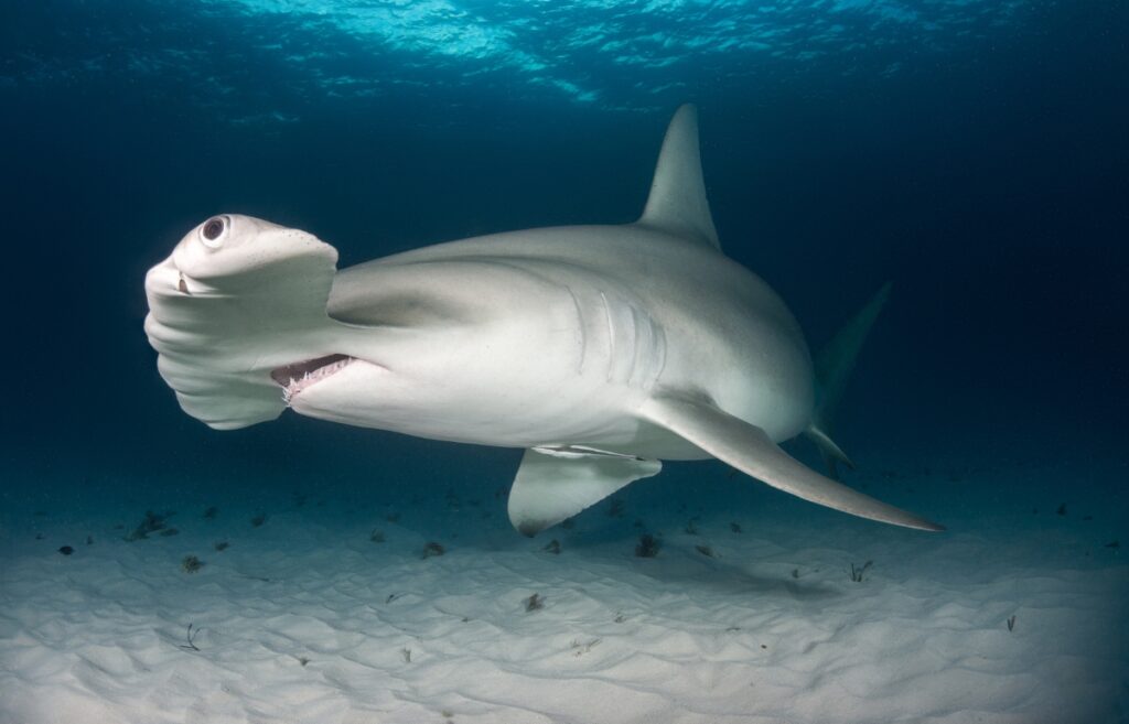 Hammerhead sharks hold their breath on deep water hunts to stay