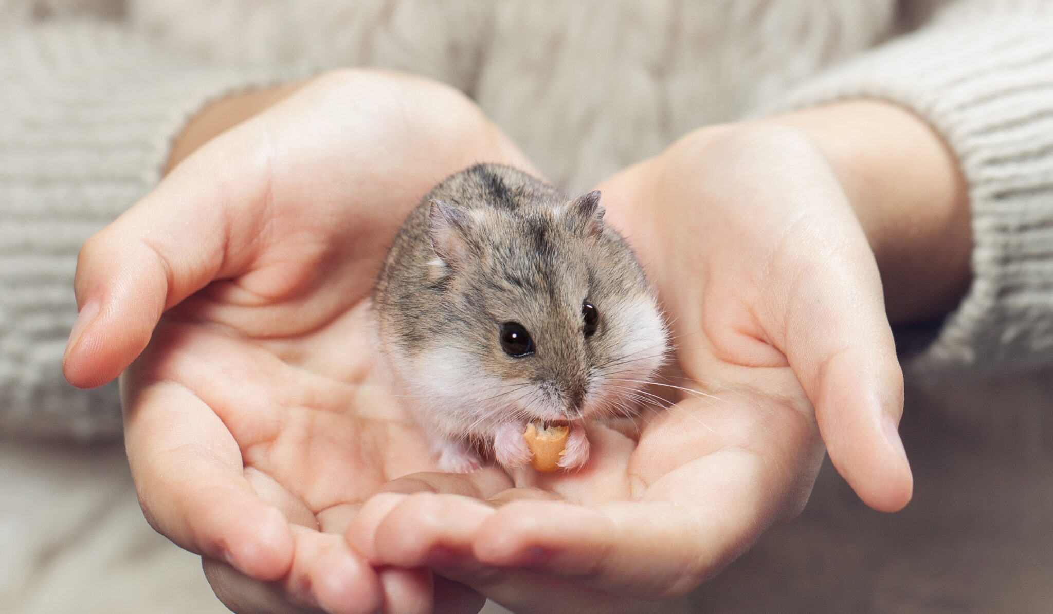 Documenting A Hamster'S Age And Healthy Milestones photo