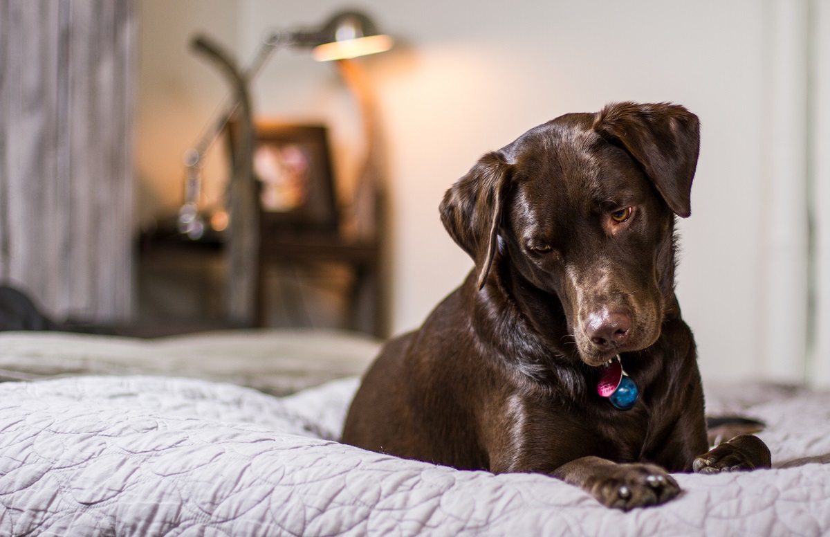 How Much THC is Safe for Dogs