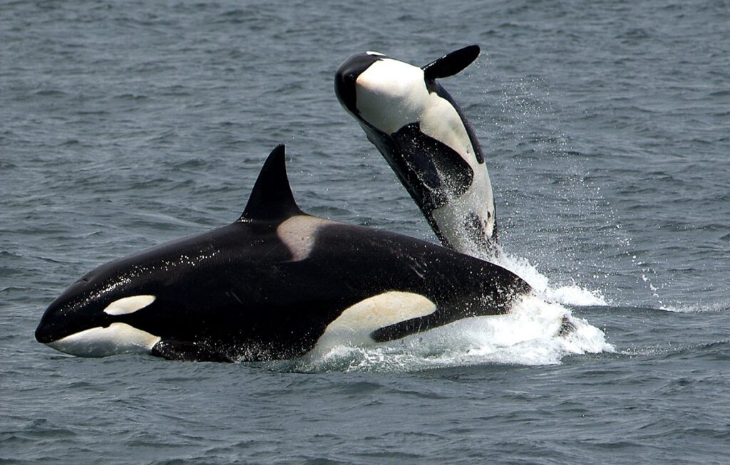 facts about killer whales