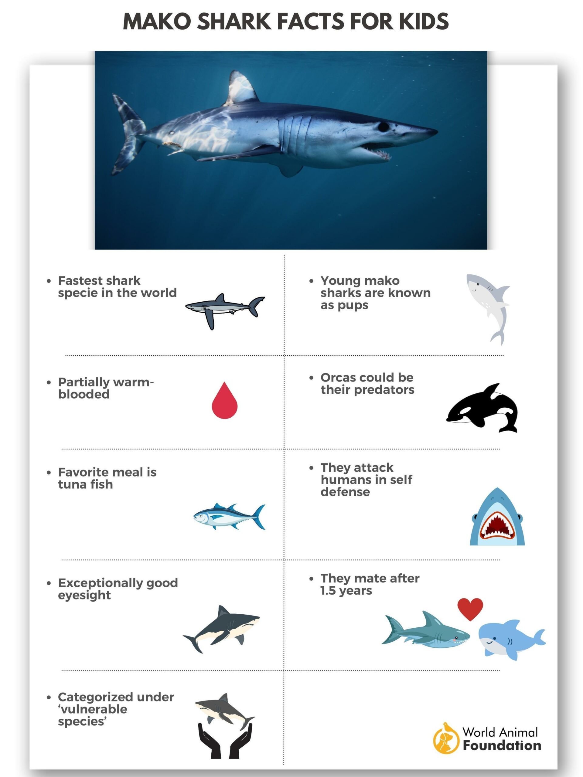 Intriguing Mako Shark Facts Revealed Fast & Fierce Hunters