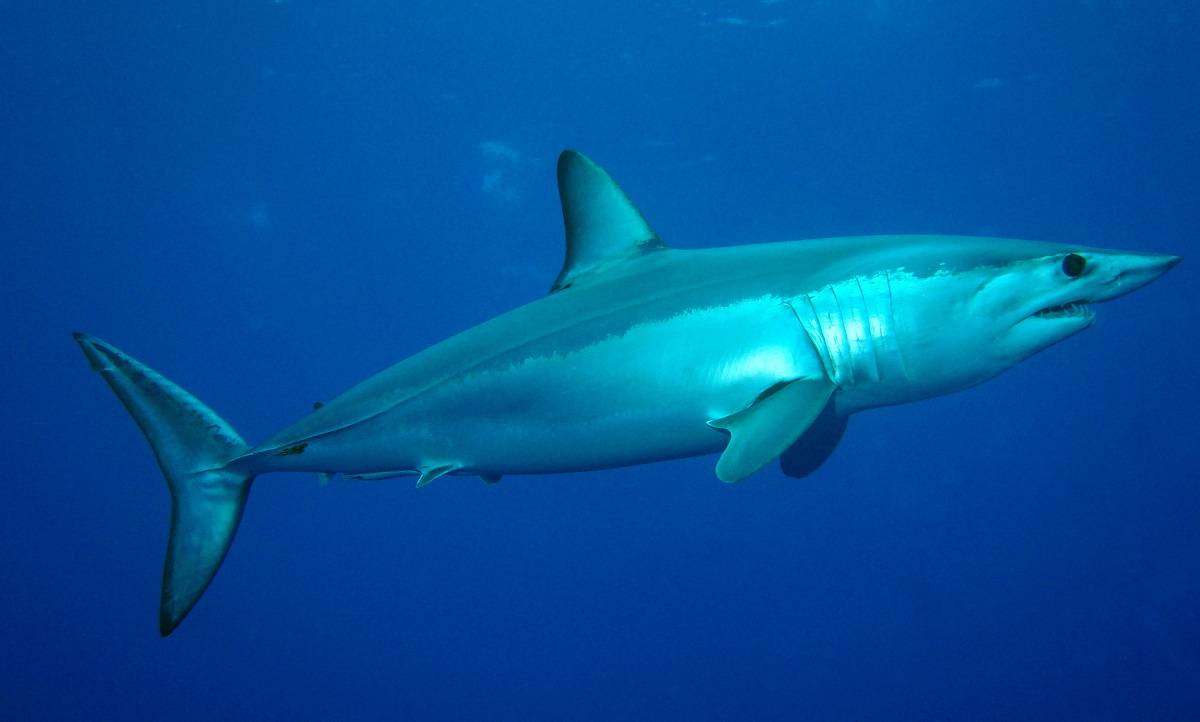 Intriguing Mako Shark Facts Revealed Fast & Fierce Hunters
