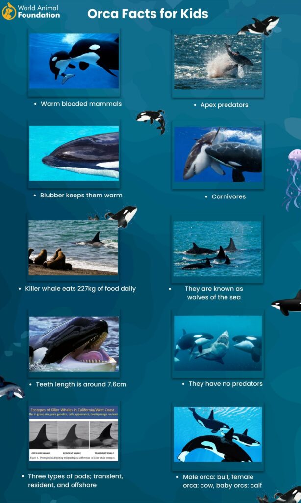 Orca Facts for Kids