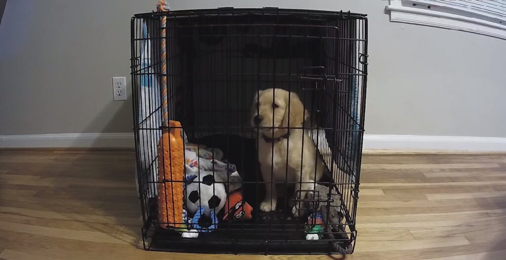 Crate Training Your Puppy at Night: Tips & Tricks