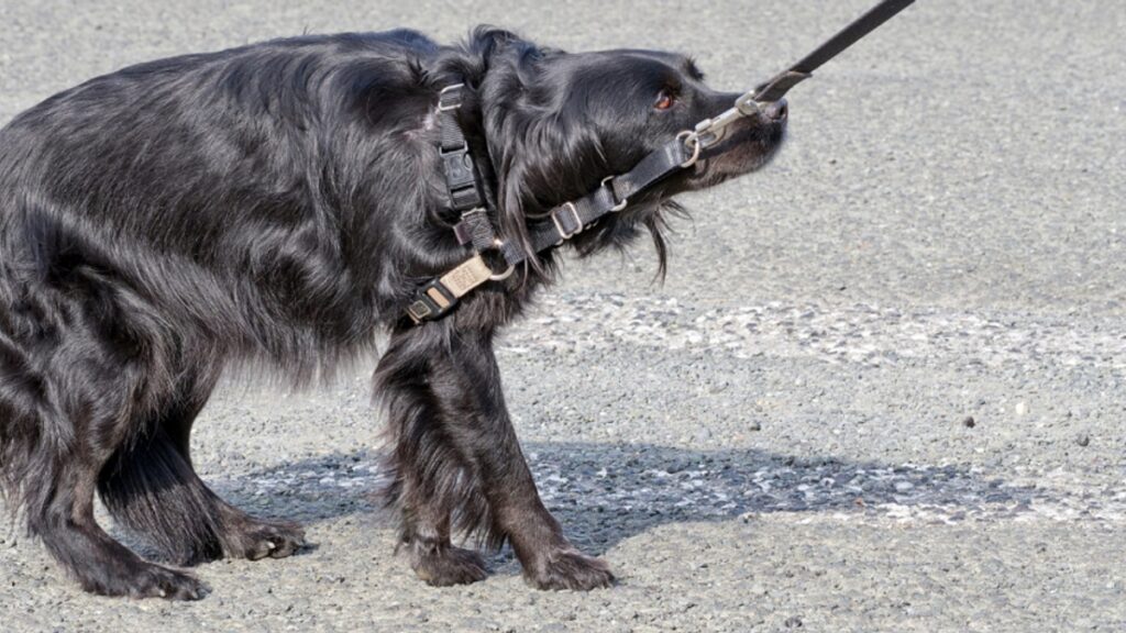 train dog to walk on leash