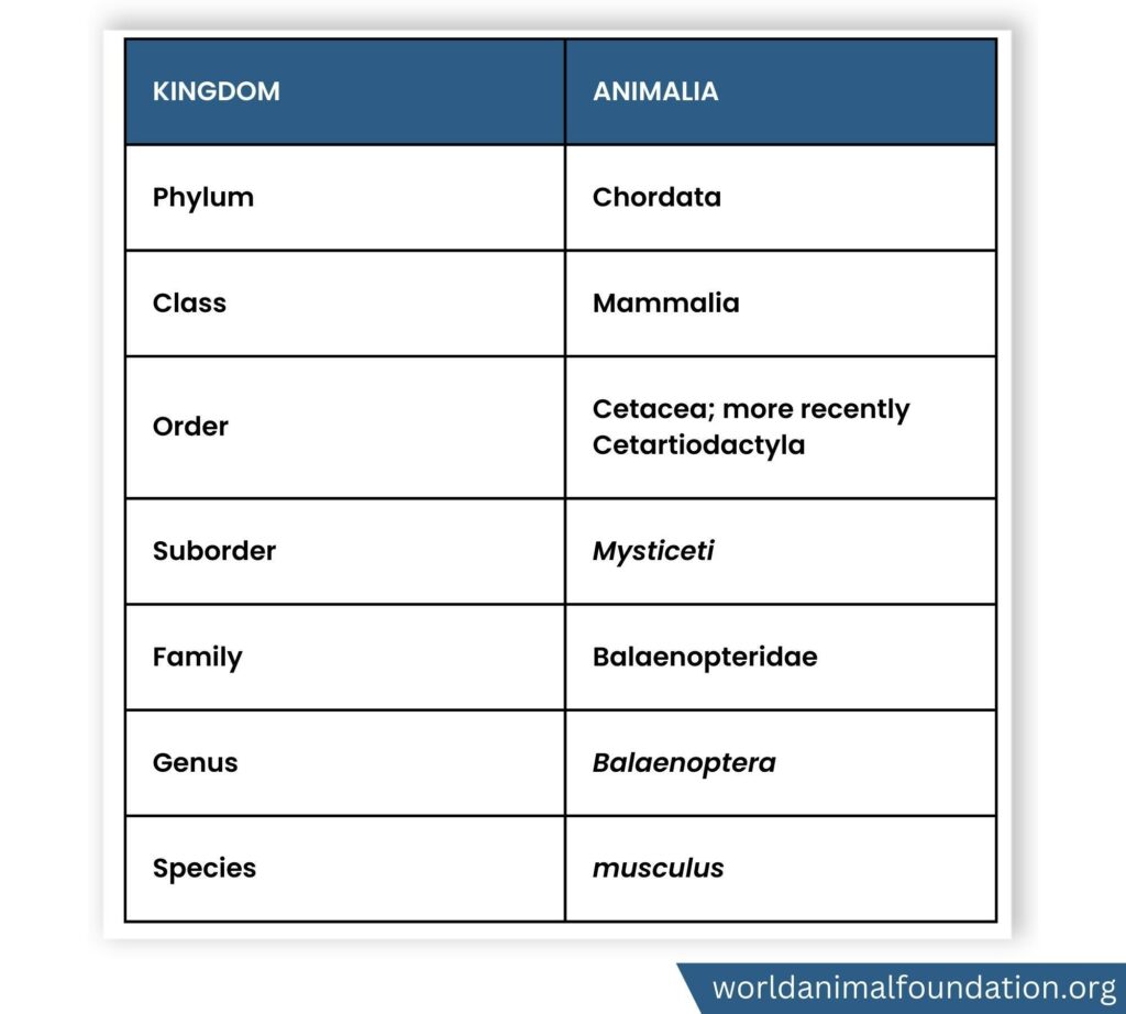 Scientific Classification of Blue Whale