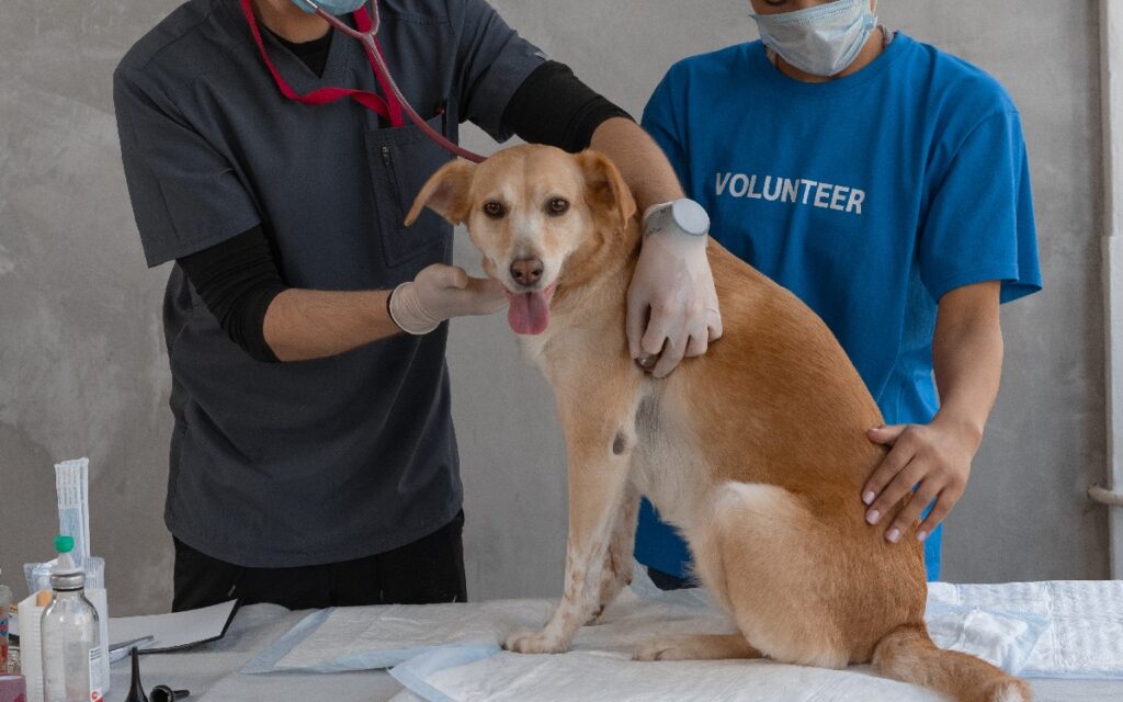 cbd overdose dog