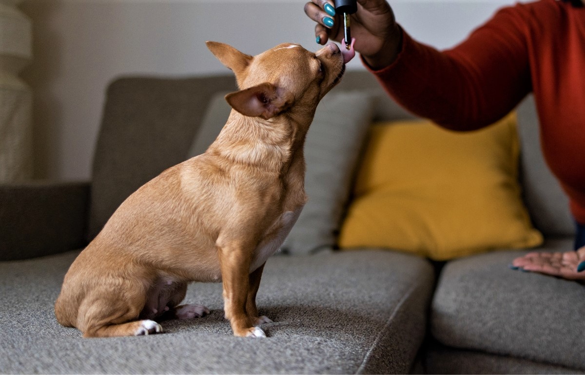 puppy cbd