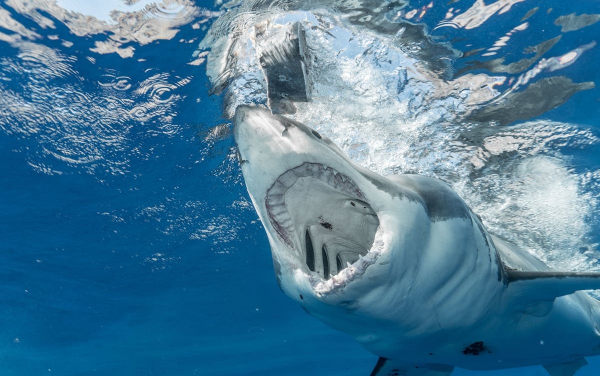 Intriguing Mako Shark Facts Revealed Fast & Fierce Hunters
