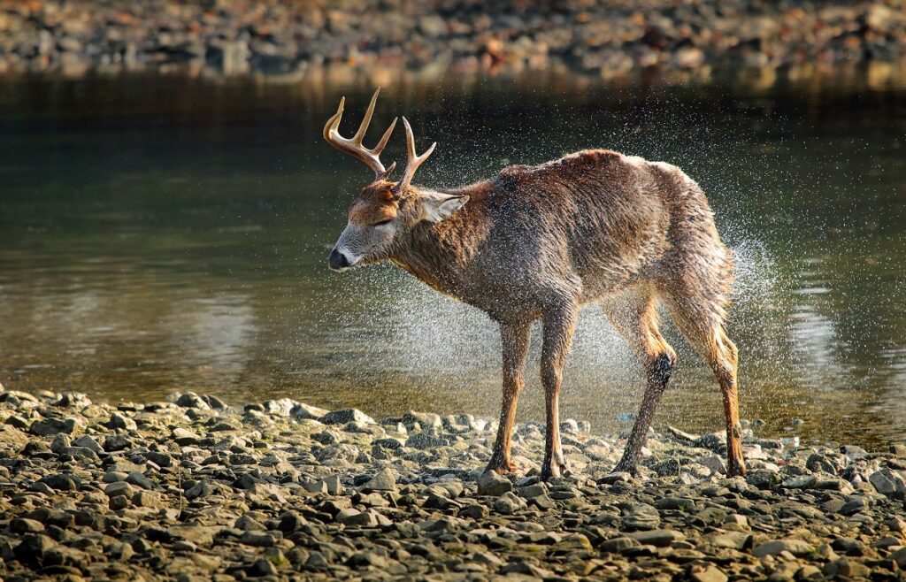 Which Animals and Birds Live Around the Lakes