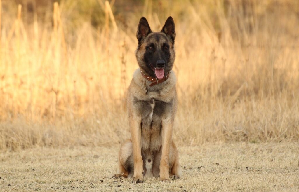 belgian malinois bite force
