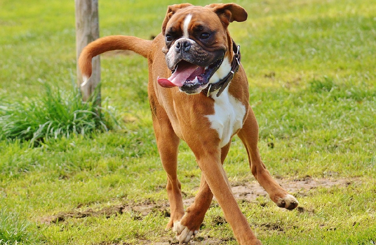 22 Dog Breeds With The Strongest Bite Force