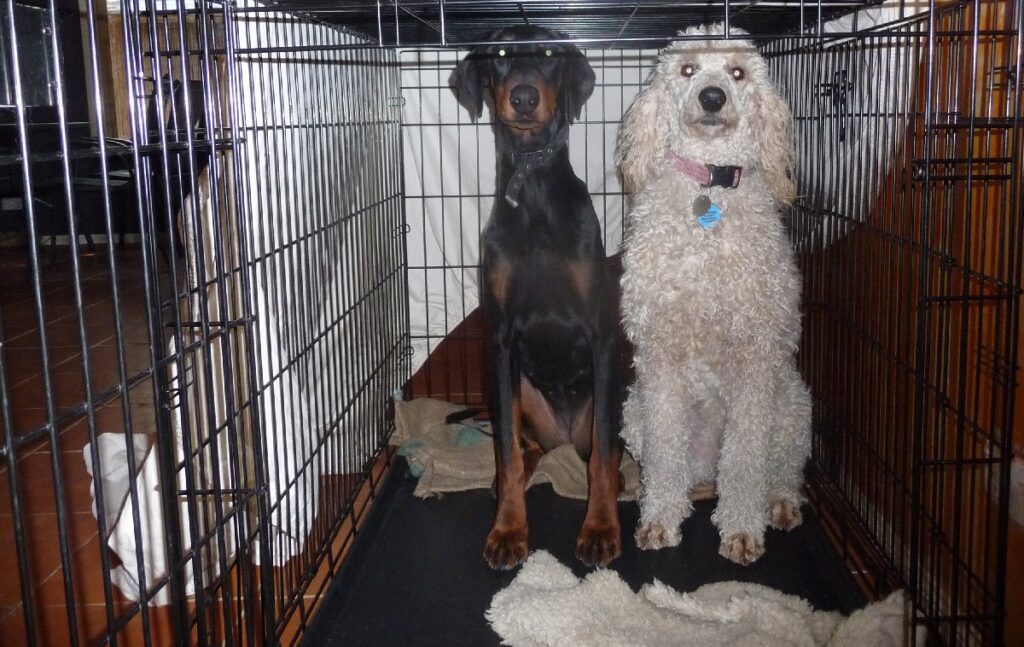 Crate Training an Older Dog