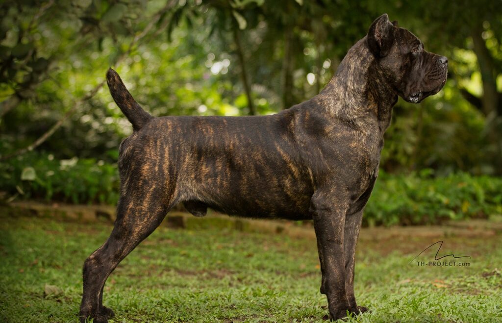 cane corso bite force
