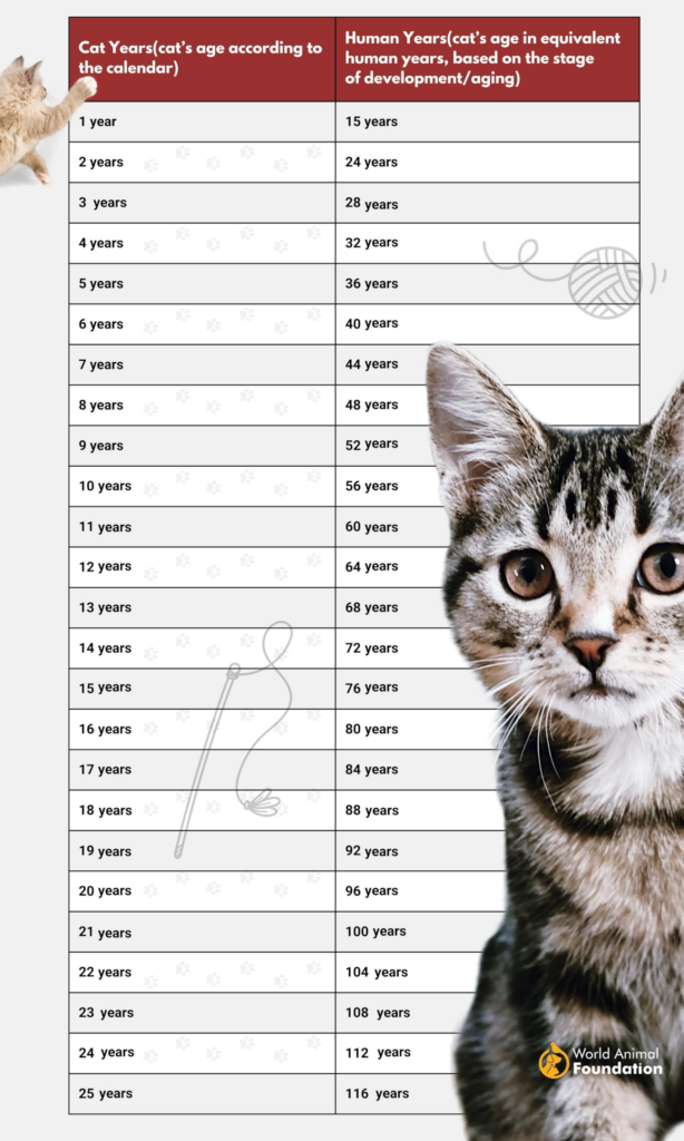 Cat years and store human years chart