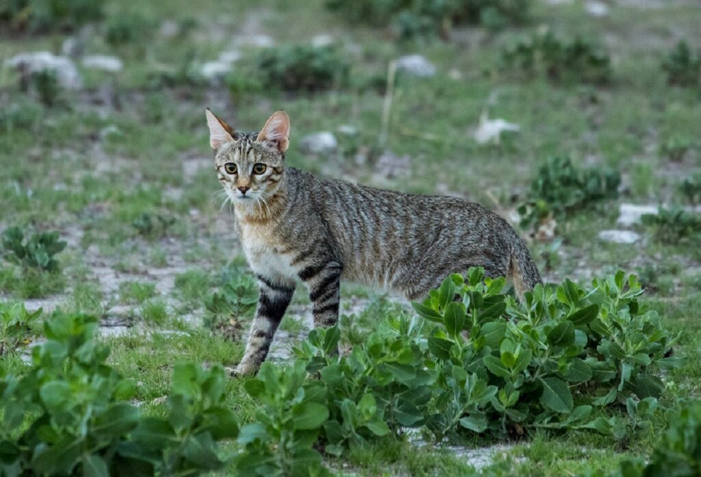 cat Ancestor