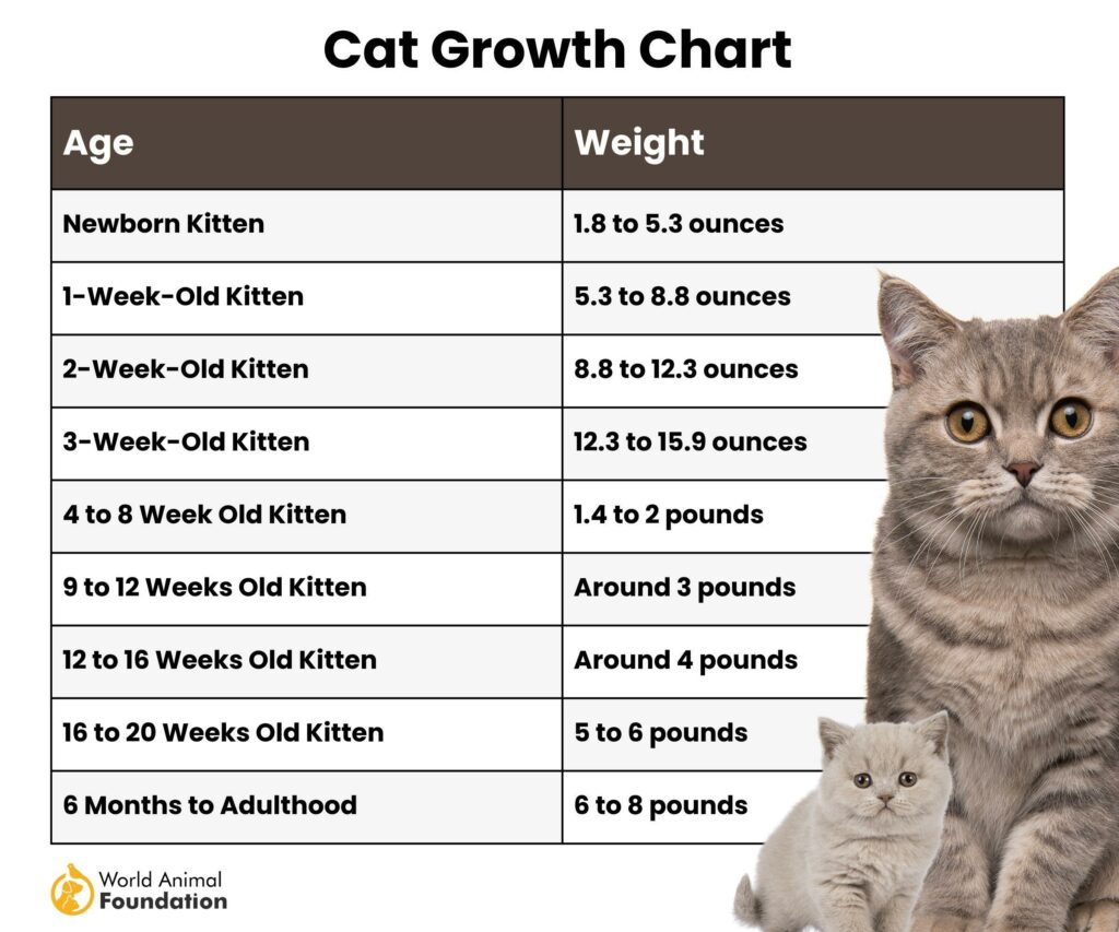 Kitten Chart Growth at Albert Anderson blog