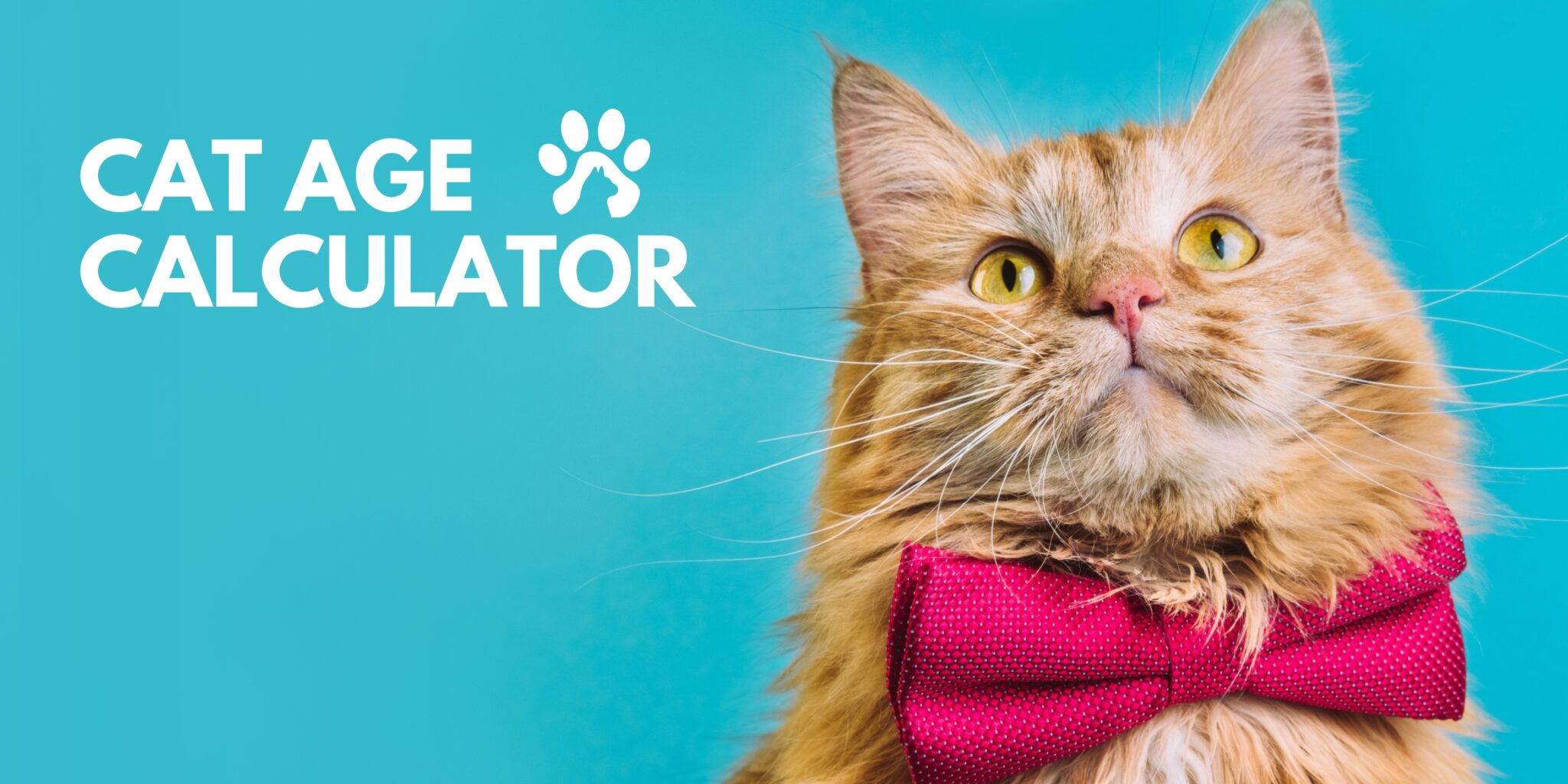 Cat Age Calculator How Old Is My Cat In Human Years?