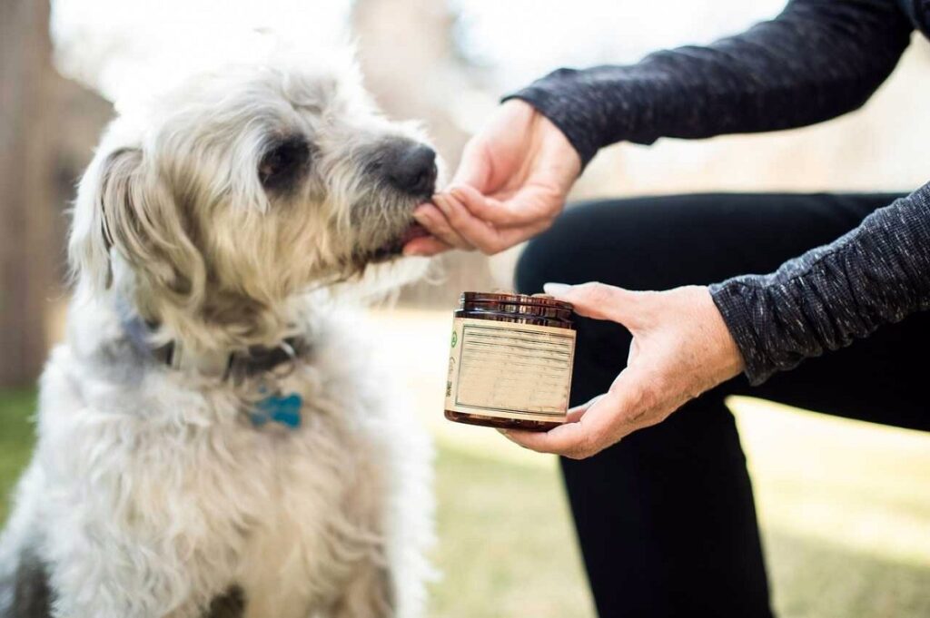 cbd dosage for dogs
