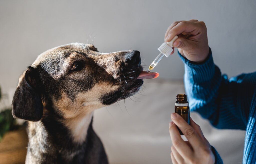 is cbd poisonous for dogs
