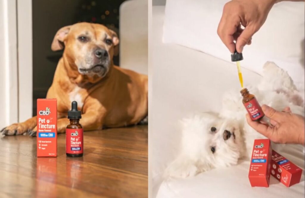 dog cbd drops
