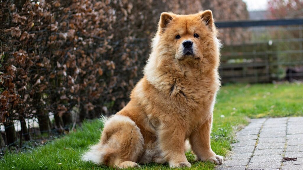 chow chow bite force
