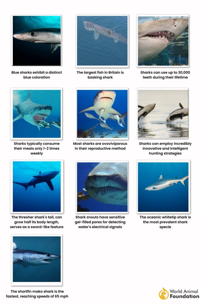 Do sharks have bones? Shark facts about its body, jaw and teeth