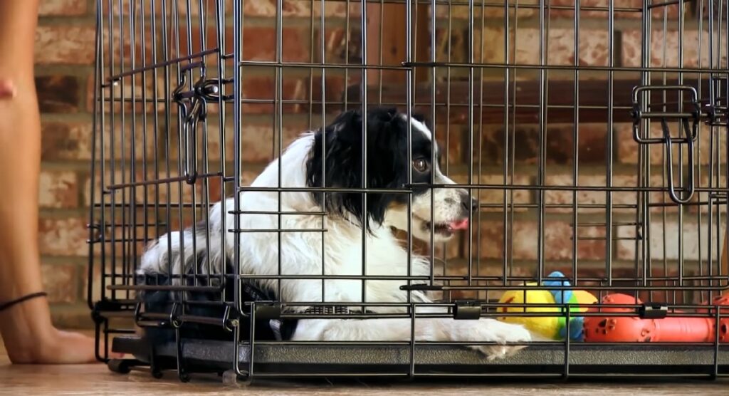 How to Crate Train a Dog: Step-by-Step Instructions