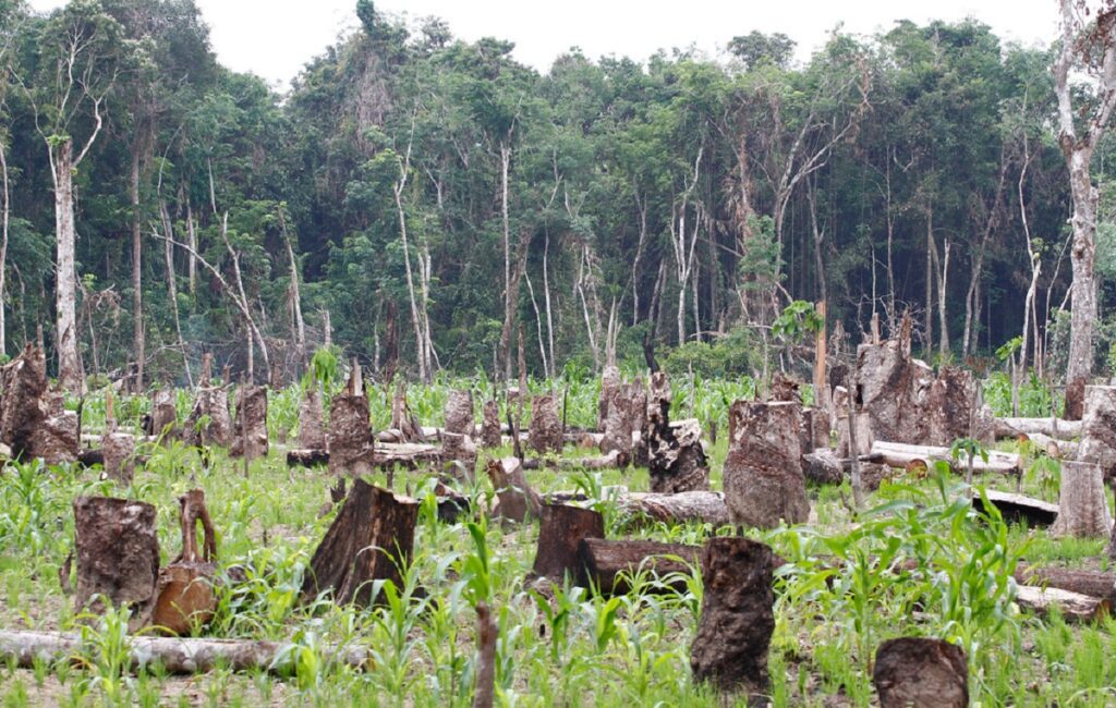 Deforestation Effects: Confronting Its Consequences On Earth