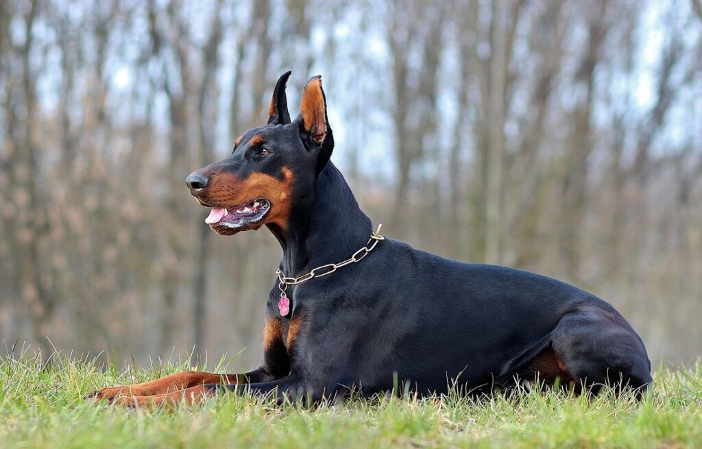 doberman bite force
