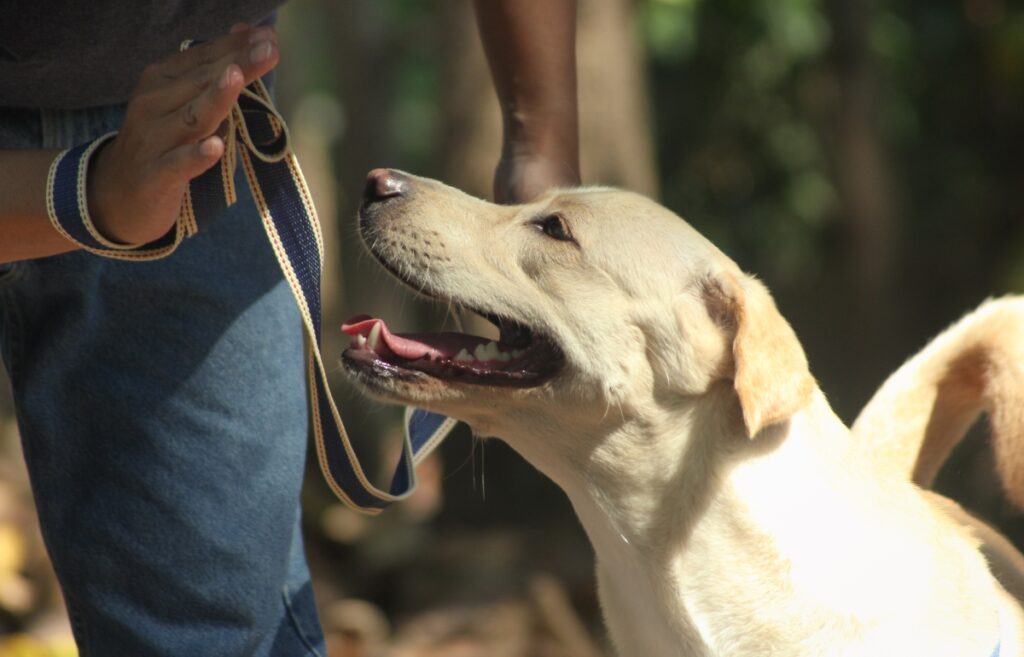 becoming a dog trainer
