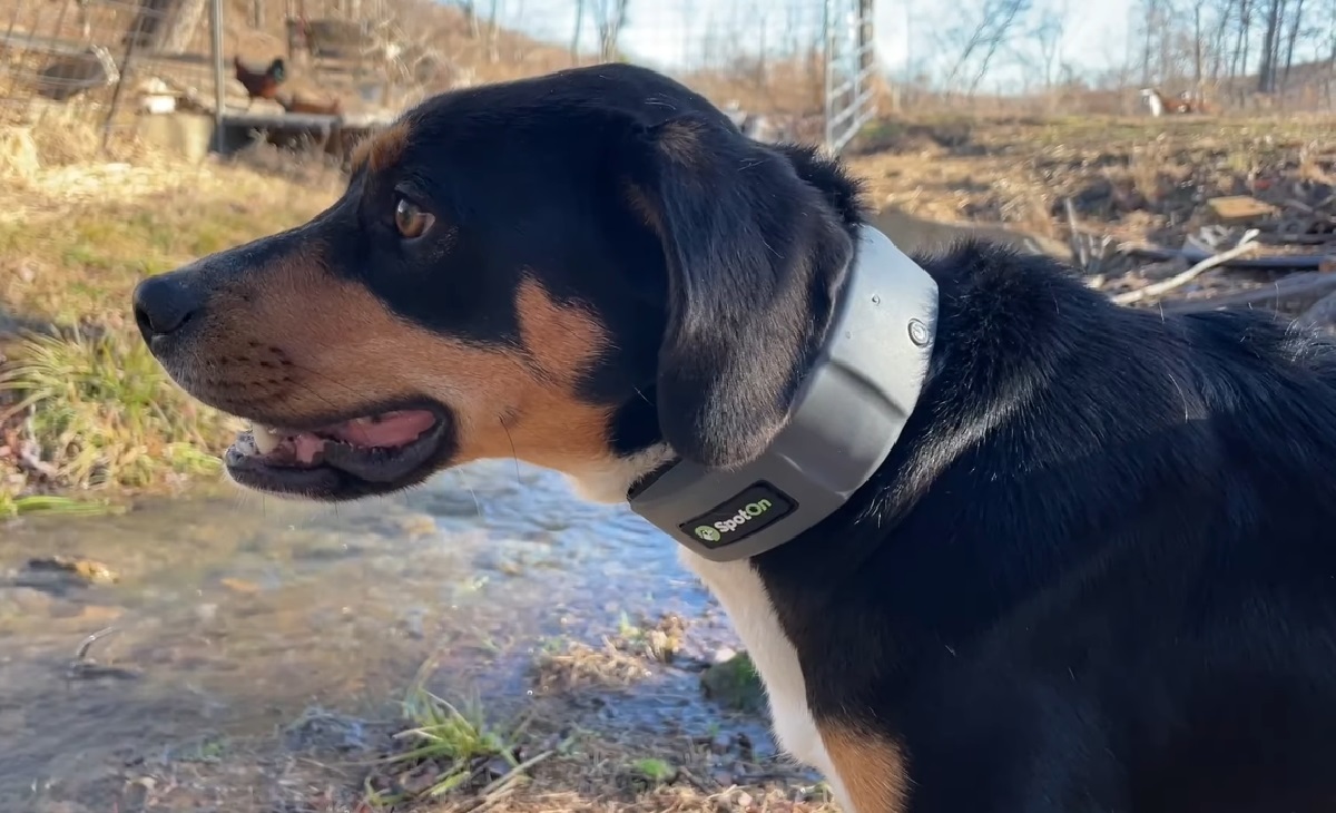 5 Best Invisible Dog Fences Ensuring Freedom And Safety