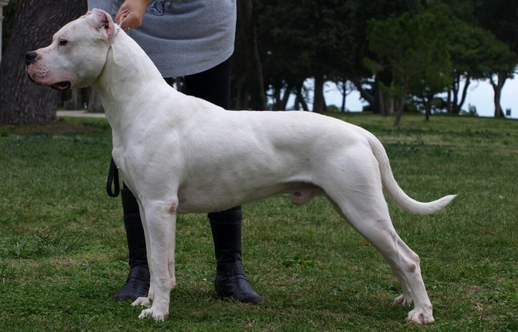 How Strong Is a Dogo Argentino's Bite Force? PSI Measure & Facts