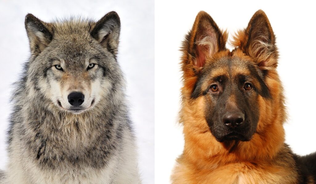 Domestication Of Dogs: From Wolves To Our Canine Companions