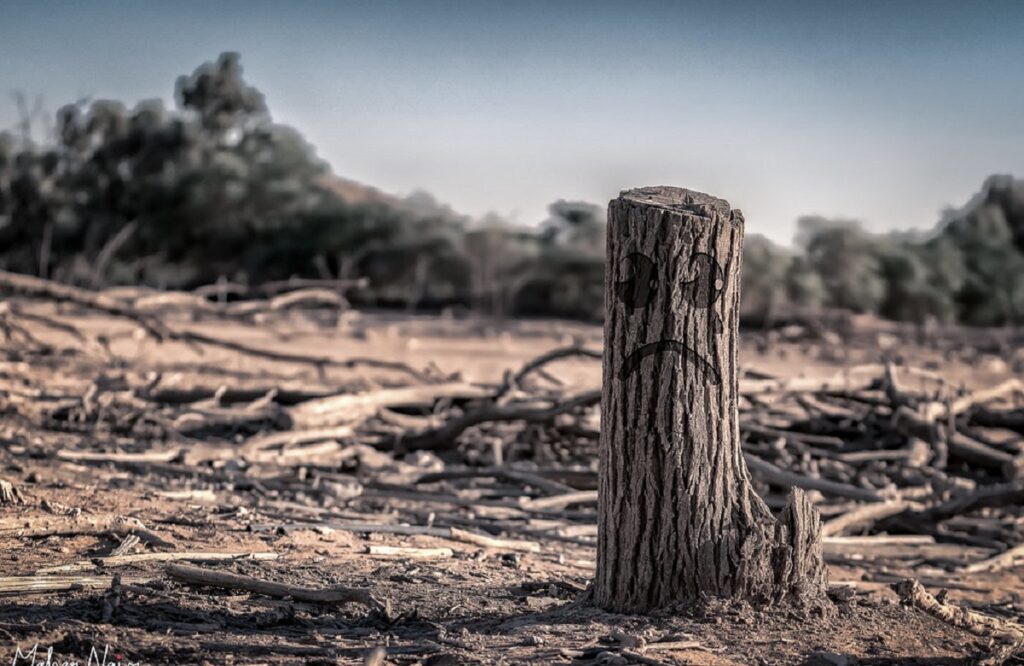 deforestation effects on global warming