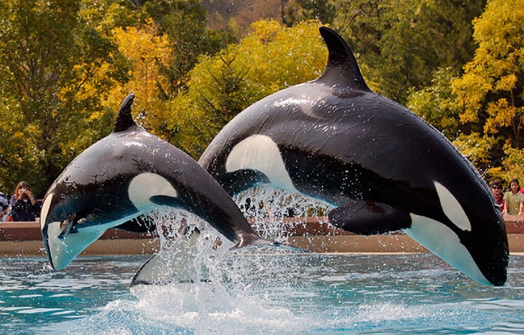 facts about killer whales
