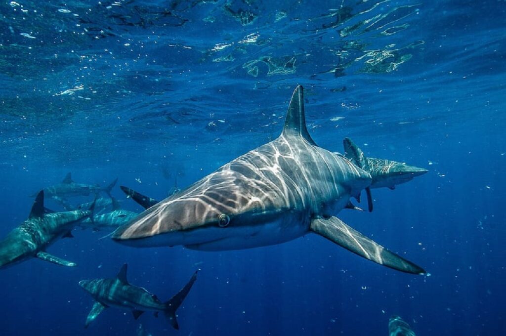 Eight Surprising Shark Facts