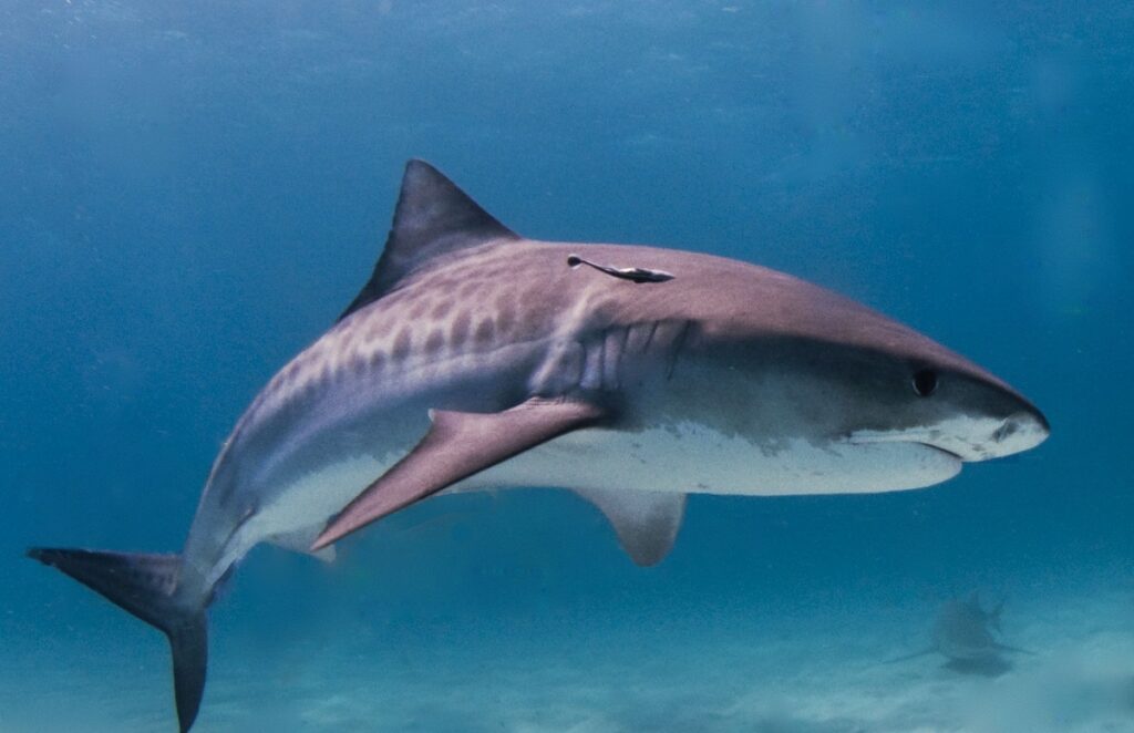 interesting facts about sharks
